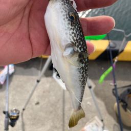 ショウサイフグ