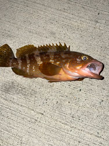 キジハタの釣果