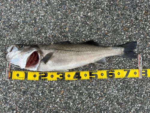 スズキの釣果