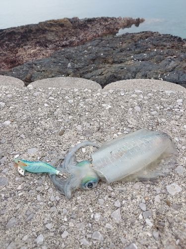 アオリイカの釣果