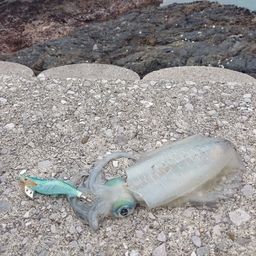 アオリイカ