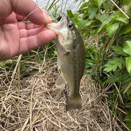 ラージマウスバス