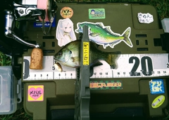 ブルーギルの釣果
