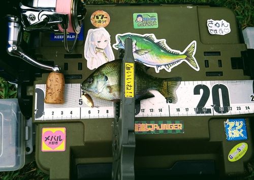 ブルーギルの釣果
