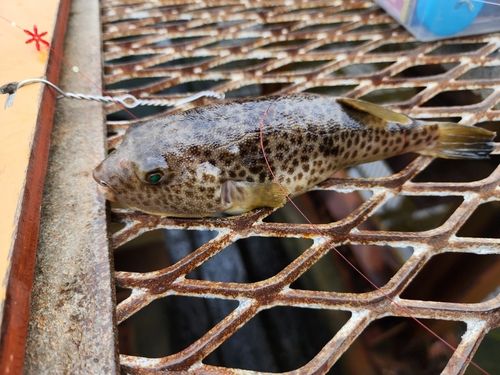 ヒガンフグの釣果