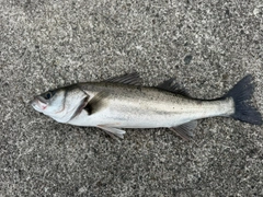 スズキの釣果