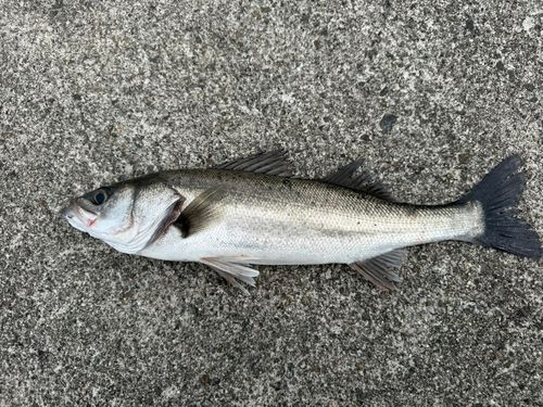 スズキの釣果