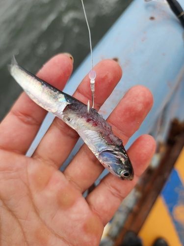 カタクチイワシの釣果
