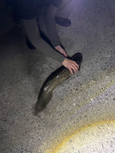 ナマズの釣果