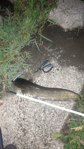 ナマズの釣果