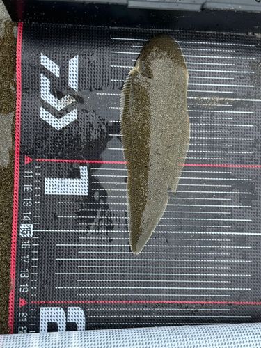 シタビラメの釣果