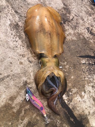 アオリイカの釣果