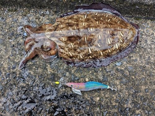 モンゴウイカの釣果