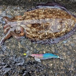 モンゴウイカ