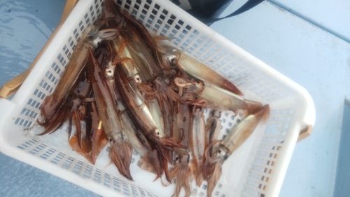 ムギイカの釣果