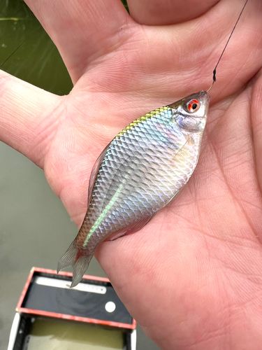 タイリクバラタナゴの釣果