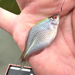 タイリクバラタナゴ