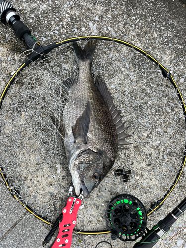 チヌの釣果