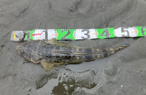 マゴチの釣果
