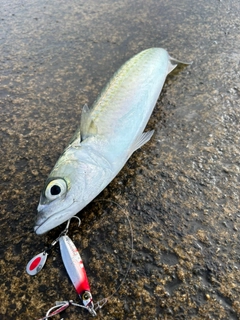 サバの釣果