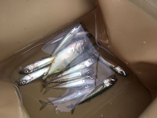 サバの釣果