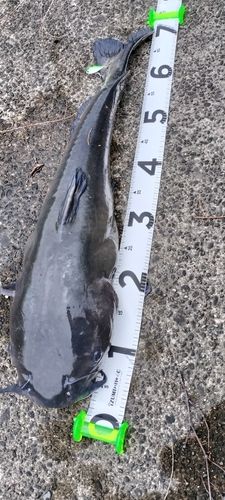 アメリカンキャットフィッシュの釣果