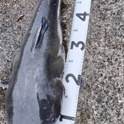 アメリカンキャットフィッシュ