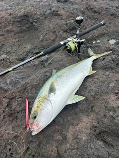 ヒラマサの釣果
