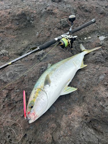 ヒラマサの釣果