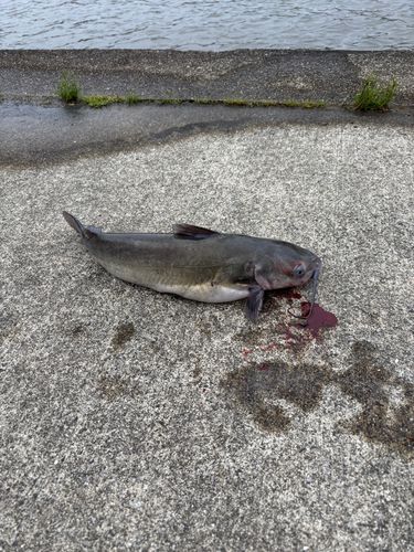 ナマズの釣果