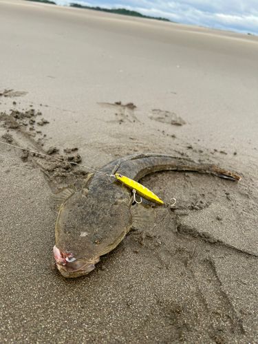 マゴチの釣果