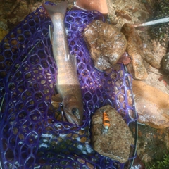 イワナの釣果