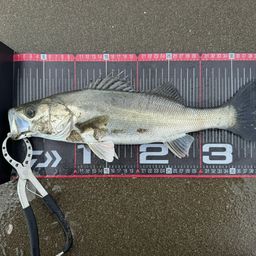 フッコ（マルスズキ）