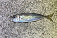 マアジの釣果