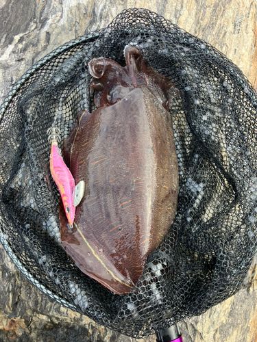 モンゴウイカの釣果