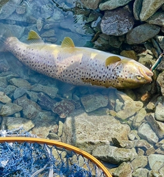 ブラウントラウトの釣果