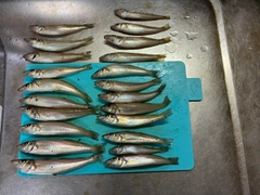 キスの釣果