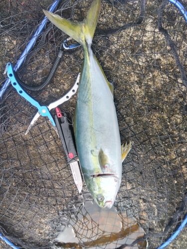 フクラギの釣果