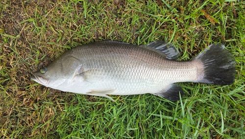 バラマンディの釣果