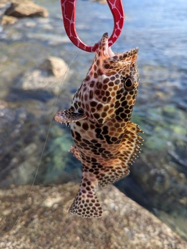 イシミーバイの釣果