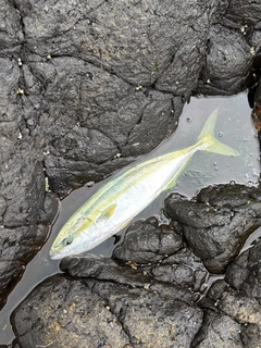 イナダの釣果