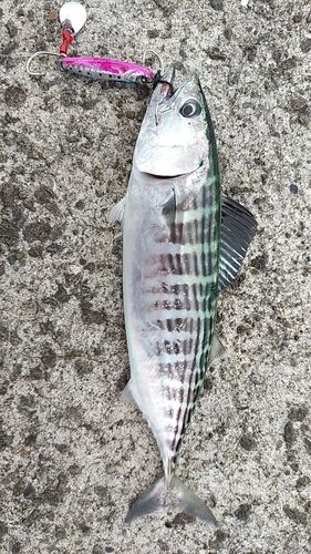 ハガツオの釣果