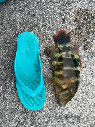 ヒロサーの釣果
