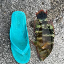 ヒロサー