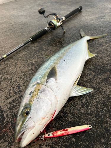 ヒラマサの釣果