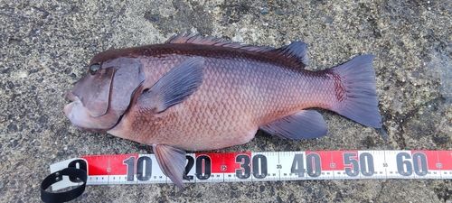 コブダイの釣果