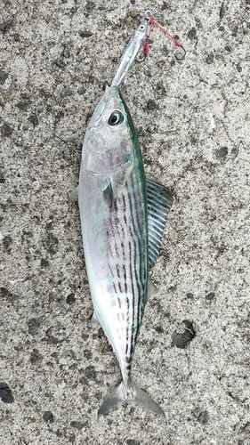 ハガツオの釣果