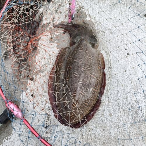 モンゴウイカの釣果