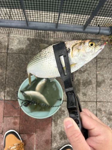 コノシロの釣果
