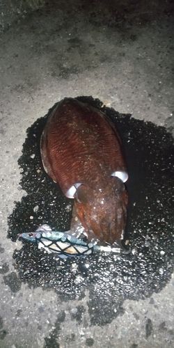 コウイカの釣果